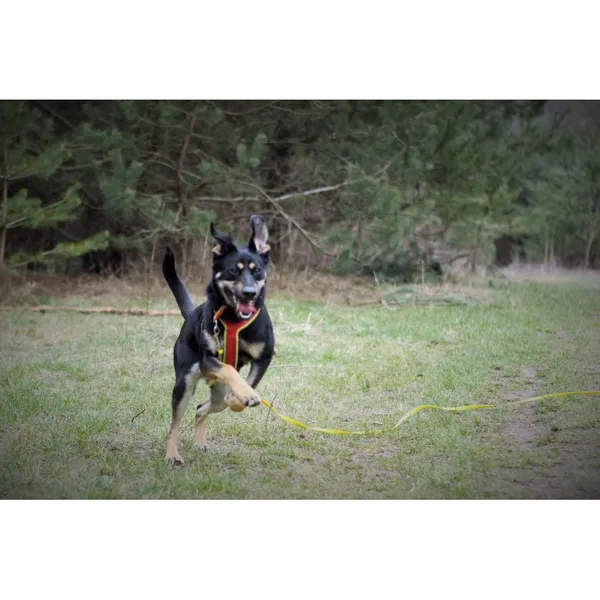 Znaleziono psa, Białystok, 10 lutego 2024 (3/5)