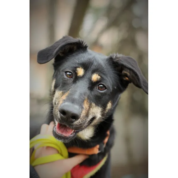 Znaleziono psa, Białystok, 10 lutego 2024 (5/5)