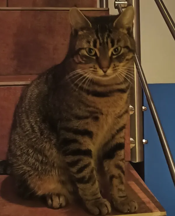 Zaginął kot, Łódź, 26 lutego 2024