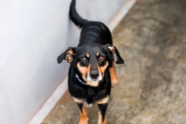 Pies do adopcji, Elbląg, 24 lutego 2024