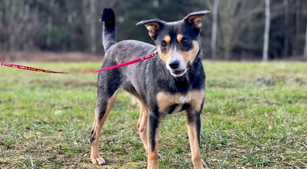 Pies do adopcji, Pieczyska, 28 lutego 2024 (1/5)