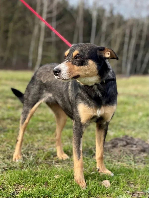 Pies do adopcji, Pieczyska, 28 lutego 2024 (2/5)