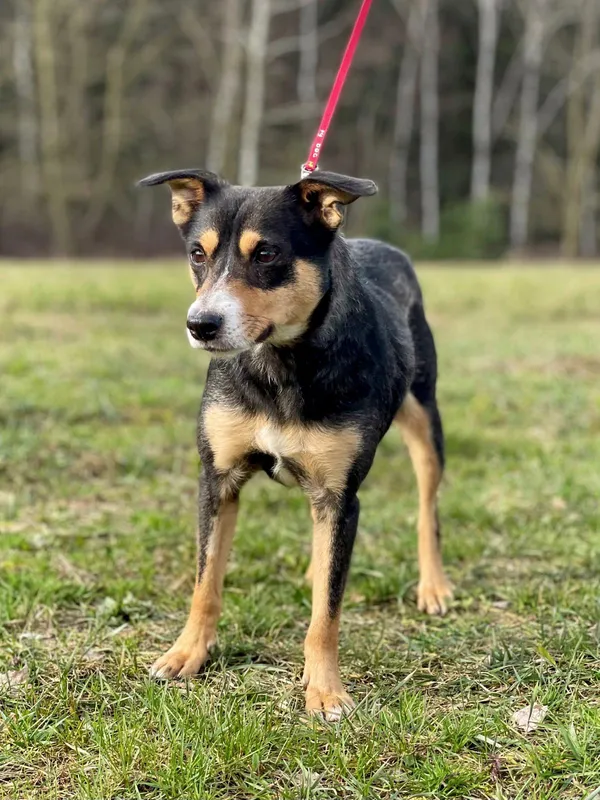 Pies do adopcji, Pieczyska, 28 lutego 2024 (4/5)