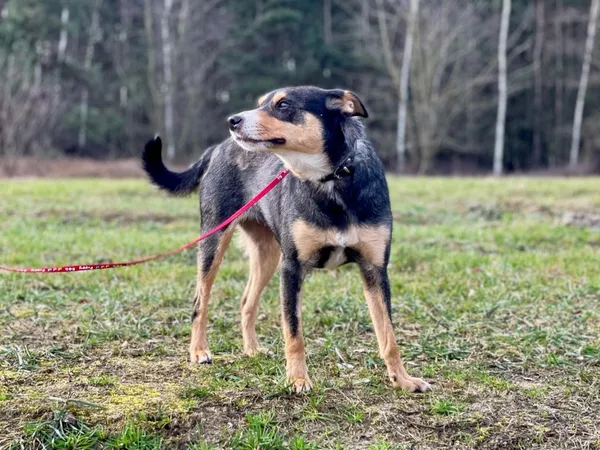 Pies do adopcji, Pieczyska, 28 lutego 2024 (5/5)