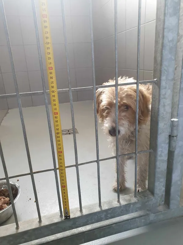 Pies do adopcji, Kielce, 28 lutego 2024