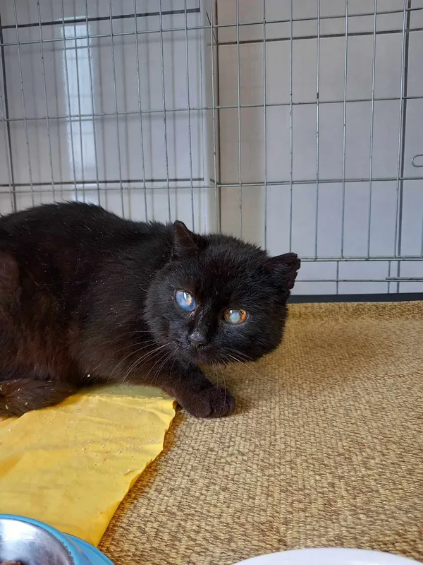 Kot do adopcji, Kielce, 28 lutego 2024