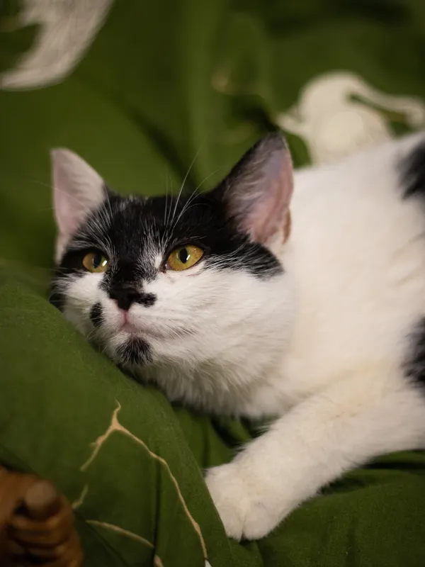 Znaleziono kota, Sosnowiec, 28 lutego 2024 (1/5)