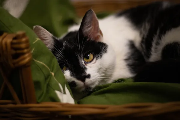 Znaleziono kota, Sosnowiec, 28 lutego 2024 (3/5)