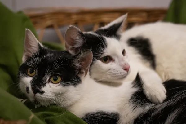 Znaleziono kota, Sosnowiec, 28 lutego 2024 (1/5)