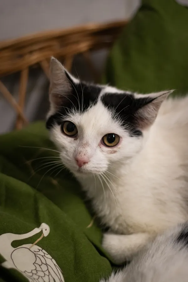 Znaleziono kota, Sosnowiec, 28 lutego 2024 (2/5)