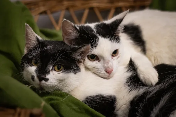 Znaleziono kota, Sosnowiec, 28 lutego 2024 (3/5)