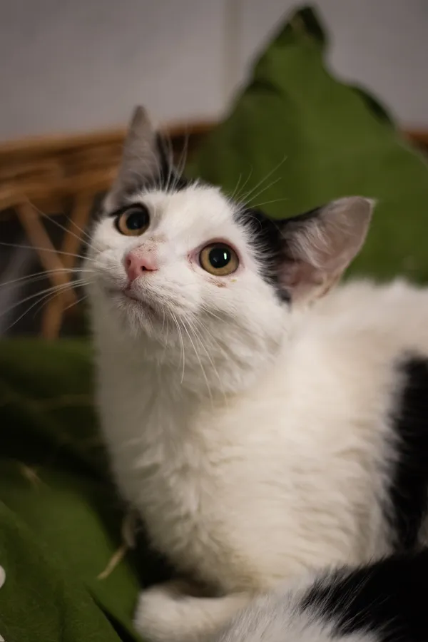 Znaleziono kota, Sosnowiec, 28 lutego 2024 (5/5)