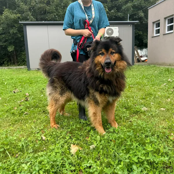 Pies do adopcji, Kielce, 18 lipca 2024