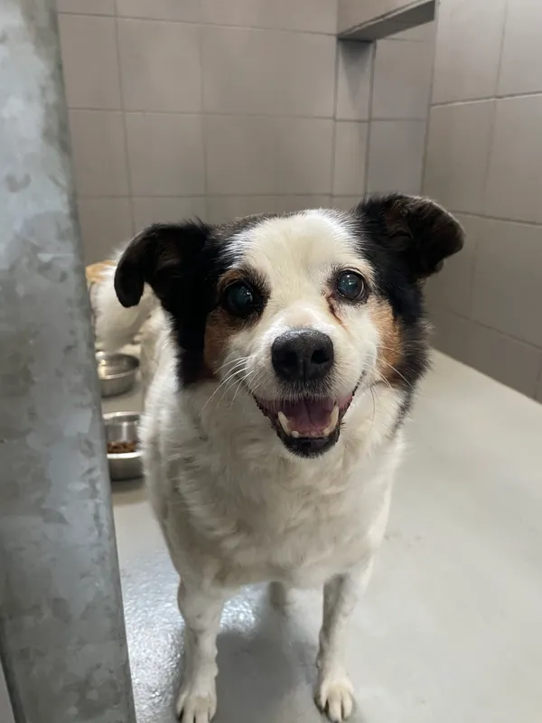 Pies do adopcji, Kielce, 28 lutego 2024