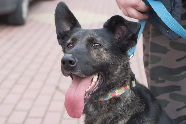 Oddam psa, Warszawa, Ujazdów, 29 lutego 2024 (1/5)