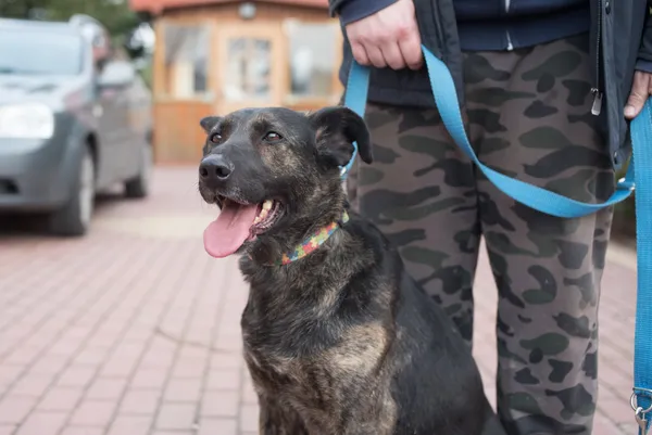 Oddam psa, Warszawa, Ujazdów, 29 lutego 2024 (4/5)