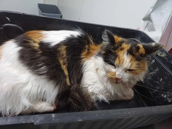 Znaleziono kota, Racławice, 24 lutego 2024 (1/2)