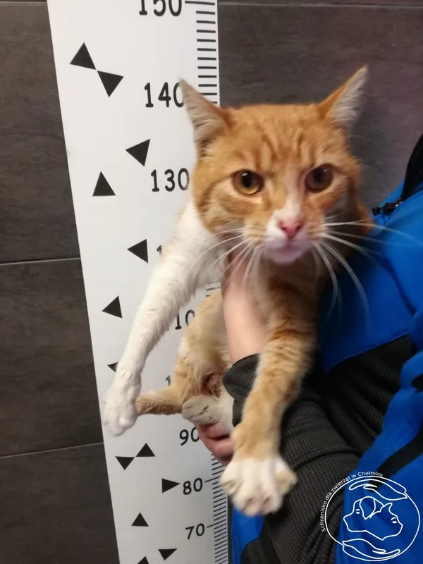 Znaleziono kota, Chełmek, 28 lutego 2024