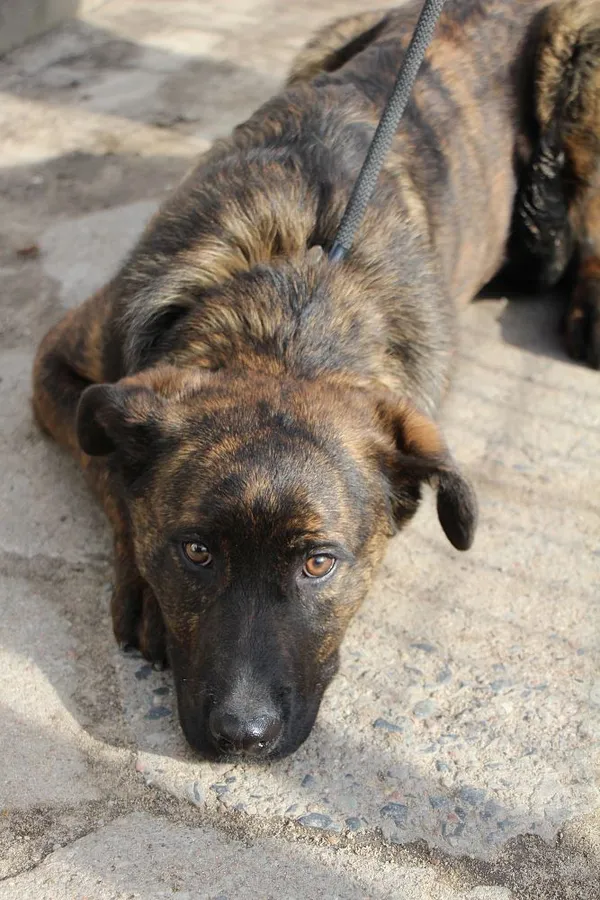 Znaleziono psa, Oborniki, 26 lutego 2024 (2/5)