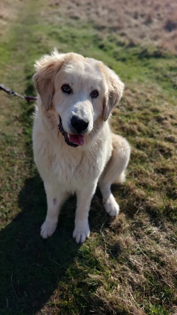 Pies do adopcji, Jelenia Góra, 6 lutego 2024 (1/4)