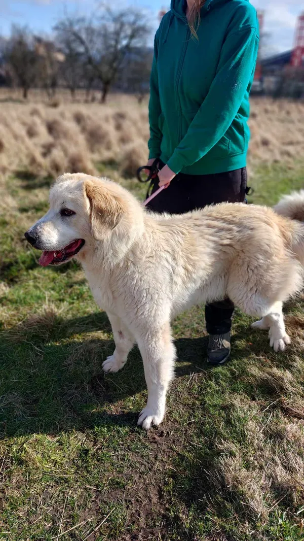 Pies do adopcji, Jelenia Góra, 6 lutego 2024 (2/4)