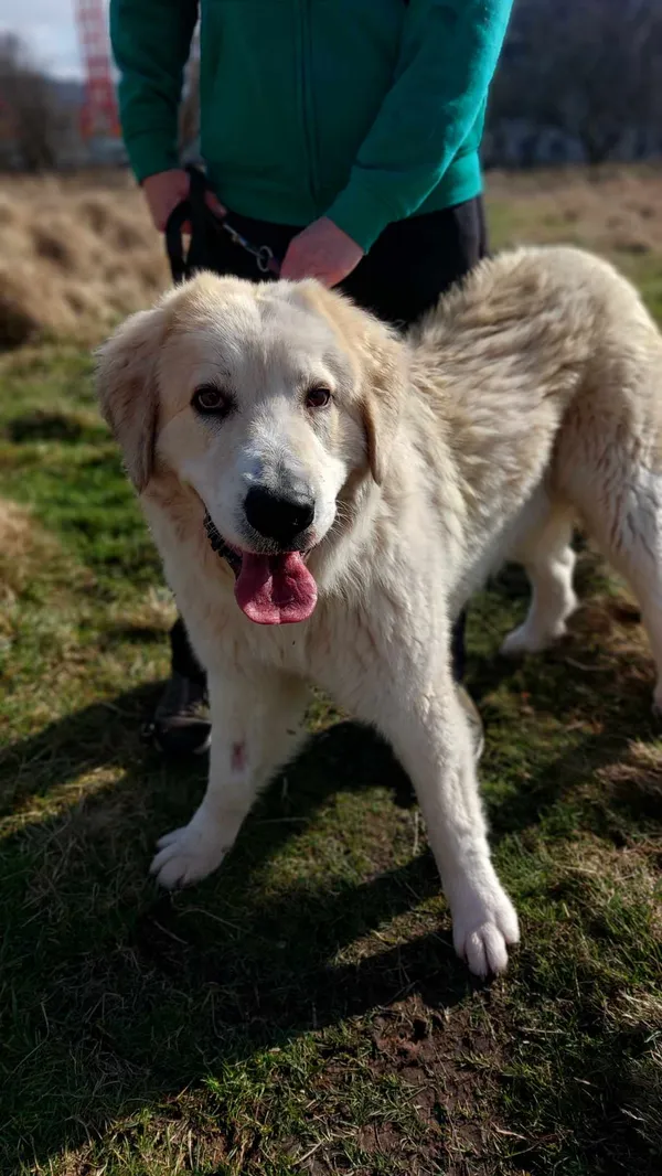 Pies do adopcji, Jelenia Góra, 6 lutego 2024 (3/4)