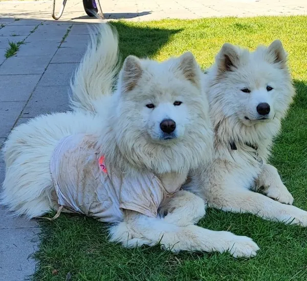 Zaginął pies, Ostrzyce, 1 marca 2024 (1/5)