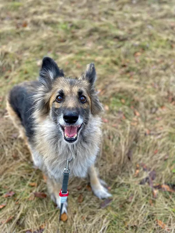 Pies do adopcji, Oświęcim, 1 marca 2024 (1/4)