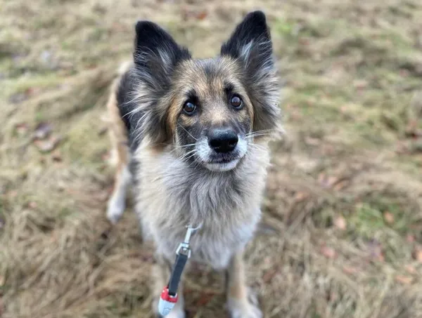 Pies do adopcji, Oświęcim, 1 marca 2024 (2/4)