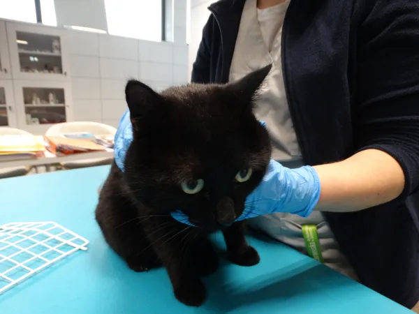 Znaleziono kota, Szczecin, 1 marca 2024 (1/2)