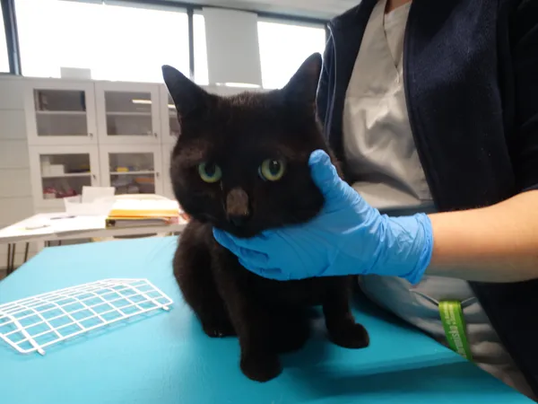 Znaleziono kota, Szczecin, 1 marca 2024 (2/2)