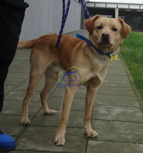 Znaleziono psa, Szczecin, 1 marca 2024 (2/2)