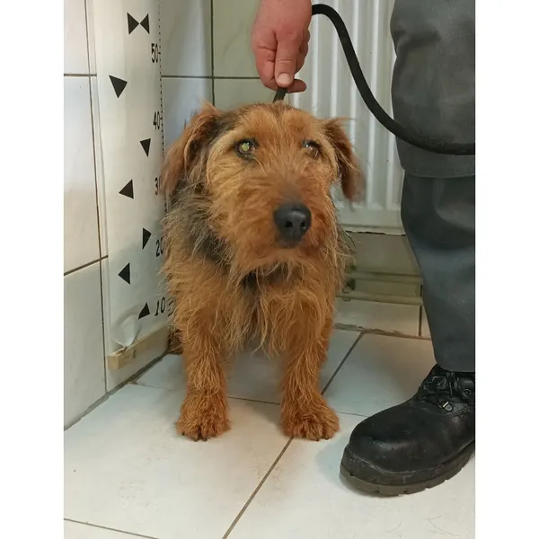 Znaleziono psa, Białystok, 1 marca 2024