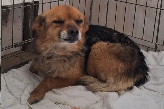 Pies do adopcji, Orzechowce, 29 marca 2024 (1/3)