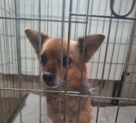 Pies do adopcji, Orzechowce, 29 marca 2024 (2/3)