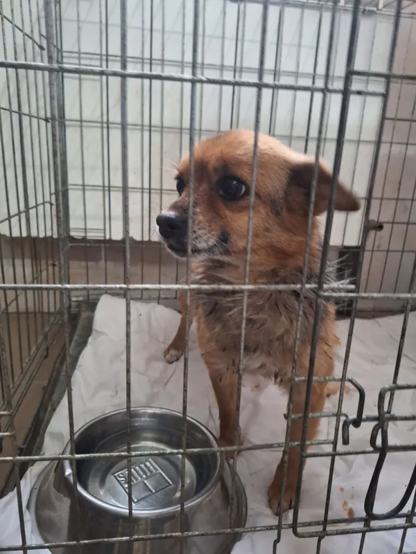 Pies do adopcji, Orzechowce, 29 marca 2024 (3/3)