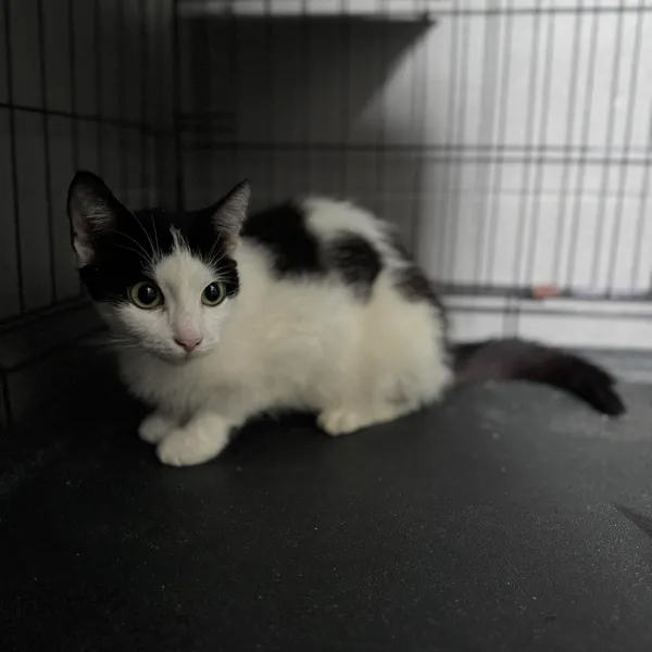 Kot do adopcji, Kielce, 7 sierpnia 2024