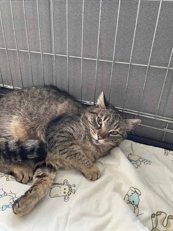 Kot do adopcji, Kielce, 1 marca 2024