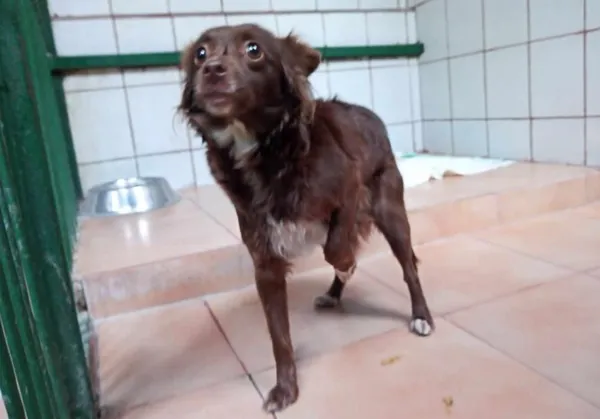 Znaleziono psa, Toruń, 28 lutego 2024