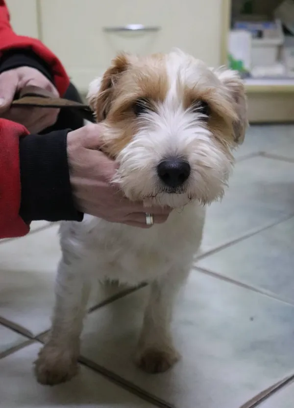 Znaleziono psa, Łódź, 1 marca 2024 (2/2)