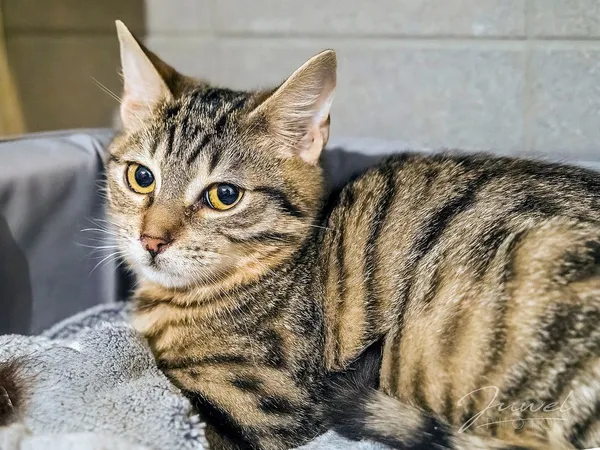 Kot do adopcji, Sopot, 1 marca 2024 (1/5)