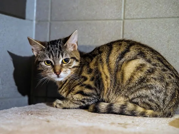 Kot do adopcji, Sopot, 1 marca 2024 (2/5)