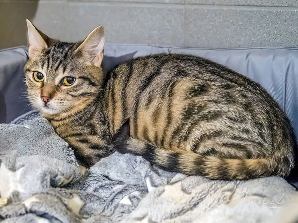 Kot do adopcji, Sopot, 1 marca 2024 (3/5)