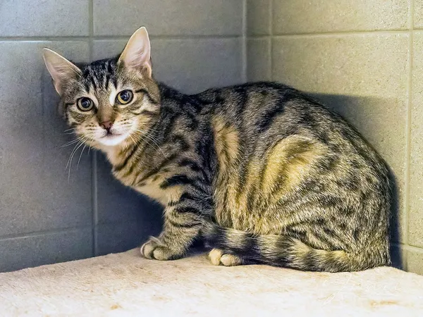 Kot do adopcji, Sopot, 1 marca 2024 (5/5)