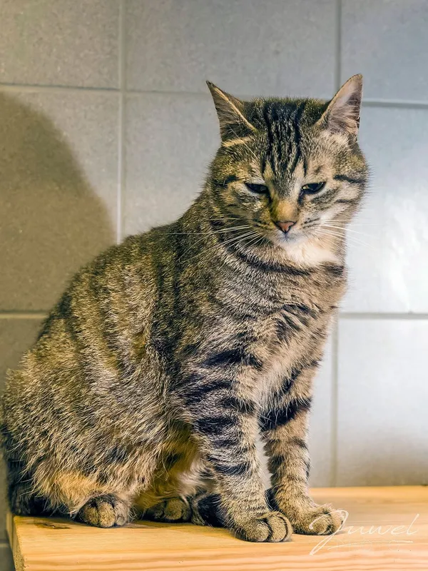 Kot do adopcji, Sopot, 1 marca 2024 (1/5)