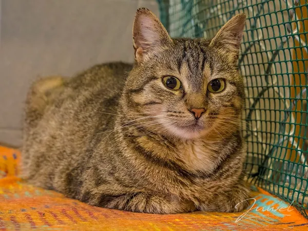 Kot do adopcji, Sopot, 1 marca 2024 (2/5)