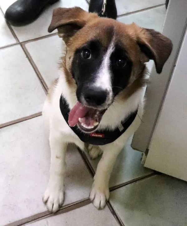 Znaleziono psa, Łódź, 1 marca 2024 (1/5)