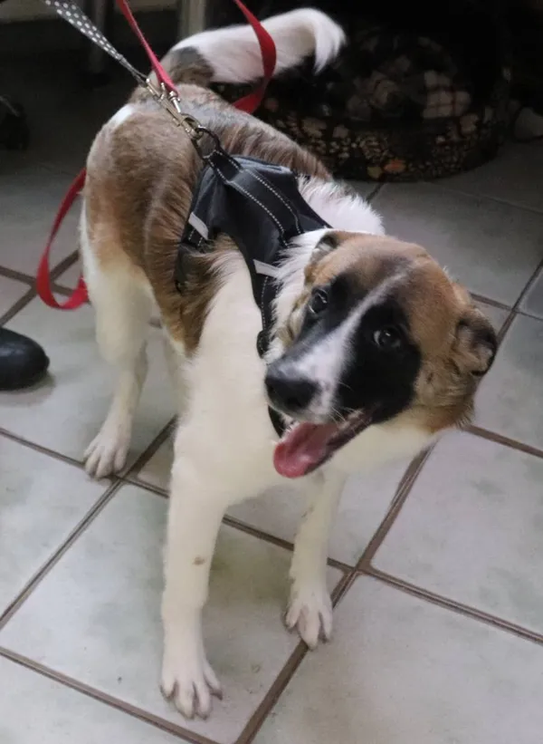 Znaleziono psa, Łódź, 1 marca 2024 (2/5)