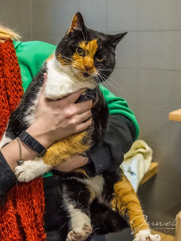 Kot do adopcji, Sopot, 1 marca 2024 (1/4)