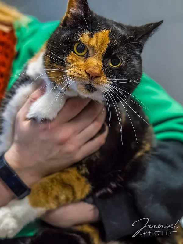 Kot do adopcji, Sopot, 1 marca 2024 (2/4)